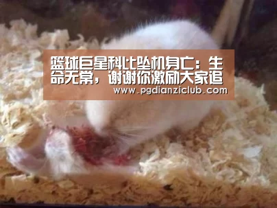 篮球巨星科比坠机身亡:生命无常,谢谢你激励大家追逐梦想:pg电子麻将胡了(图1) 电子麻将胡了